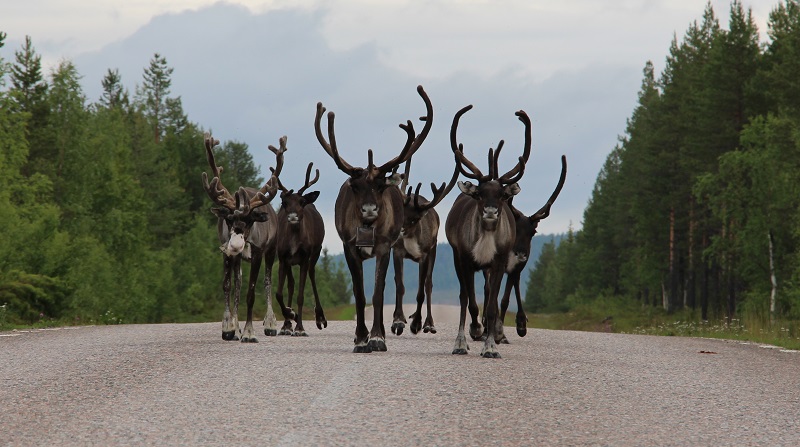 Day 7:  herds of reindeer trotting